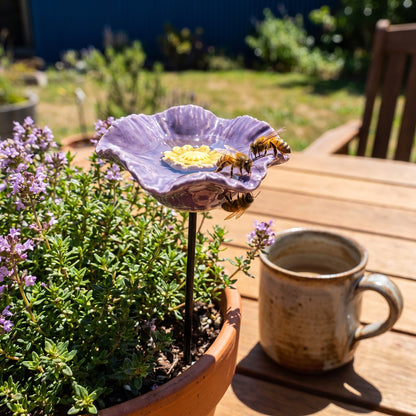 Size reference: bee blossom next to a coffee mug