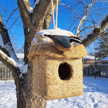 Red-breasted nuthatch on the roof of the hut in an ash tree