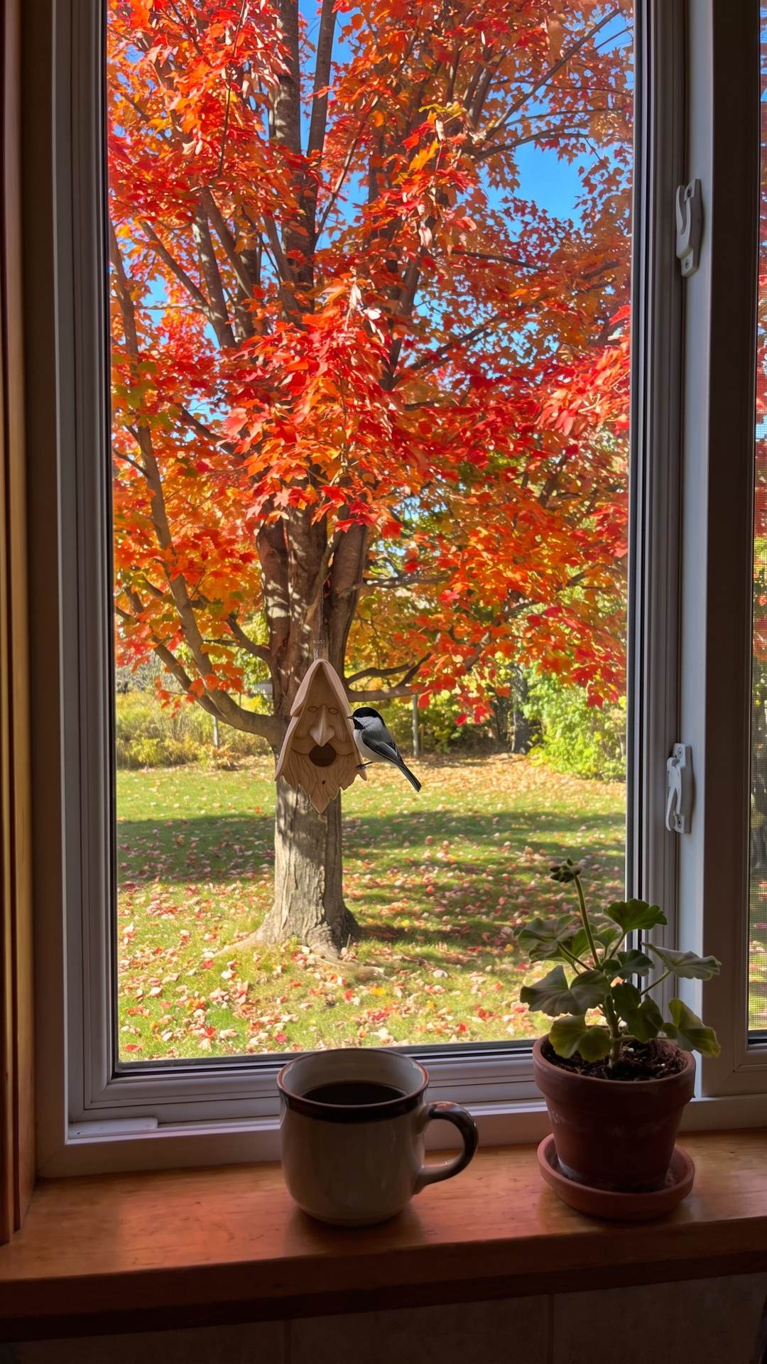 f3-window-moncton