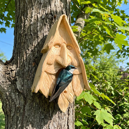 Tree swallow in the entrance of the wood spirit birdhouse on a maple